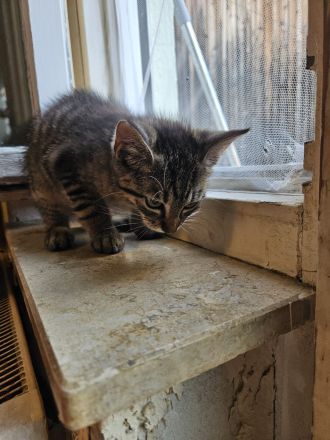 Bengal mix Männchen