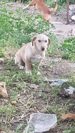 Notfallabgabe Bruno Welpe