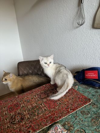 BKH Kitten Kater weiß