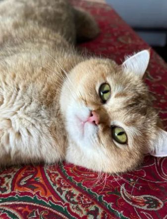 BKH Kitten Kater weiß