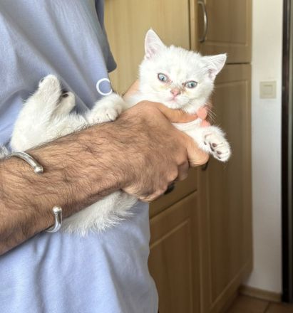 BKH Kitten Kater weiß