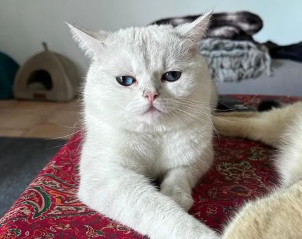 BKH Kitten Kater weiß