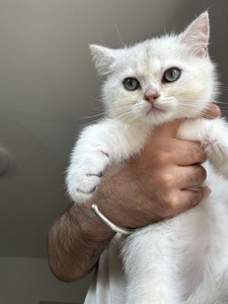 BKH Kitten Kater weiß