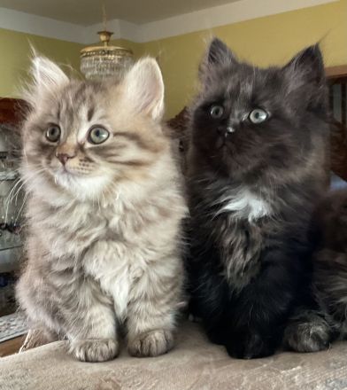 Edelmix Kätzchen Babykatzen Kitten Sibirische Katzen