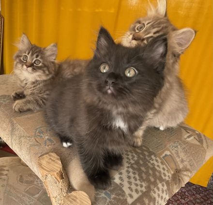 Edelmix Kätzchen Babykatzen Kitten Sibirische Katzen