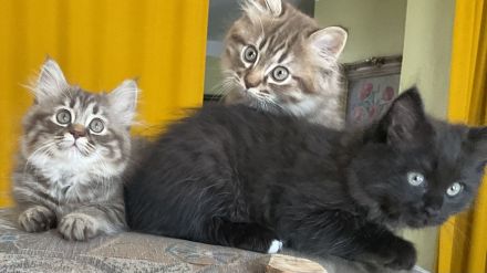 Edelmix Kätzchen Babykatzen Kitten Sibirische Katzen