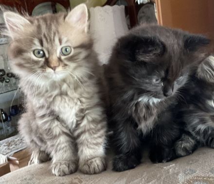 Edelmix Kätzchen Babykatzen Kitten Sibirische Katzen