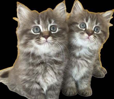 Edelmix Kätzchen Babykatzen Kitten Sibirische Katzen