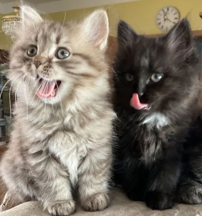 Edelmix Kätzchen Babykatzen Kitten Sibirische Katzen