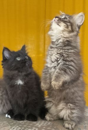 Edelmix Kätzchen Babykatzen Kitten Sibirische Katzen