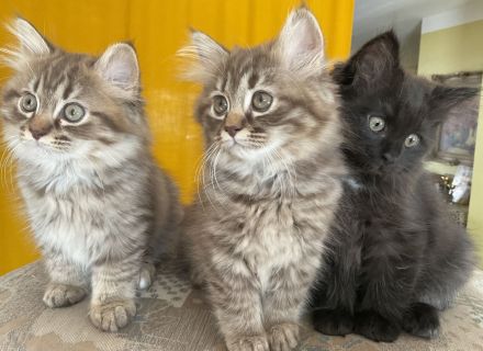 Edelmix Kätzchen Babykatzen Kitten Sibirische Katzen