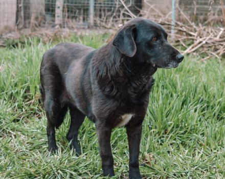 Schüchterne Enna sucht gemütliches Körbchen