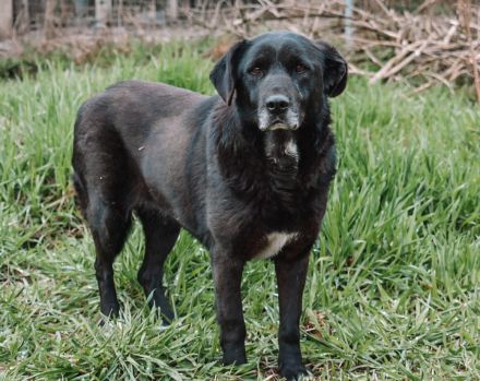 Schüchterne Enna sucht gemütliches Körbchen