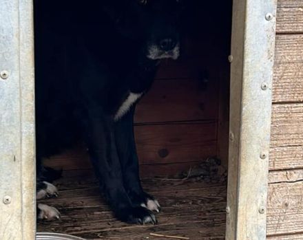 Schüchterne Enna sucht gemütliches Körbchen