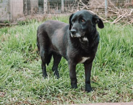 Schüchterne Enna sucht gemütliches Körbchen