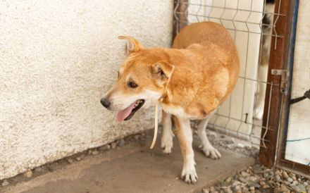 Herzenshund Diego sucht ein liebevolles Zuhause