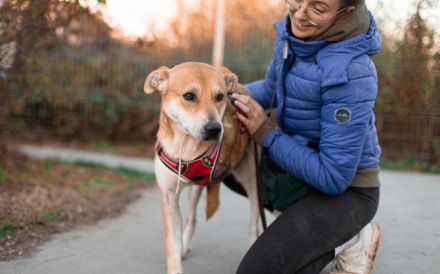 Herzenshund Diego sucht ein liebevolles Zuhause