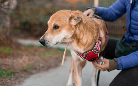 Herzenshund Diego sucht ein liebevolles Zuhause