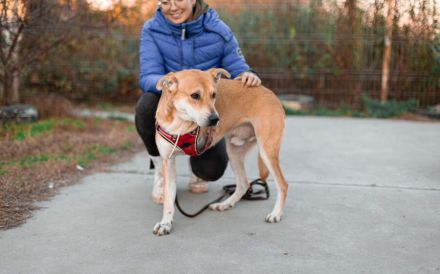 Herzenshund Diego sucht ein liebevolles Zuhause