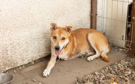 Herzenshund Diego sucht ein liebevolles Zuhause