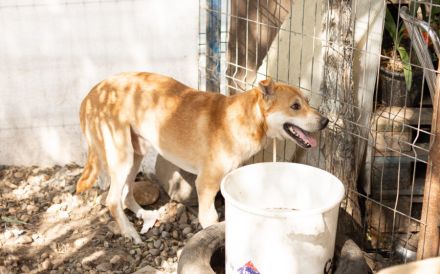 Herzenshund Diego sucht ein liebevolles Zuhause