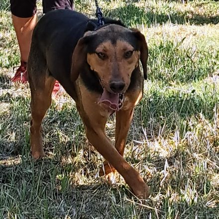 Hündin Hanni / kastriert / derzeit noch in Griechenland