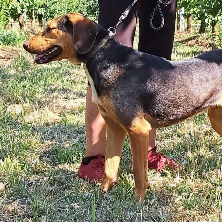 Hündin Hanni / kastriert / derzeit noch in Griechenland