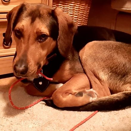 Hündin Hanni / kastriert /in 26725 Emden (Niedersachsen)