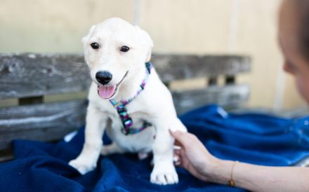 Findet Bronco bei dir eine liebevolles Zuhause?