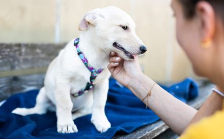 Findet Bronco bei dir eine liebevolles Zuhause?