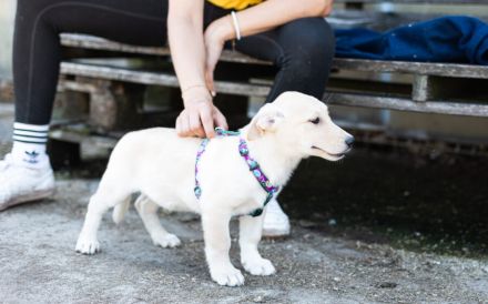 Findet Bronco bei dir eine liebevolles Zuhause?