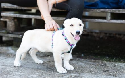 Findet Bronco bei dir eine liebevolles Zuhause?