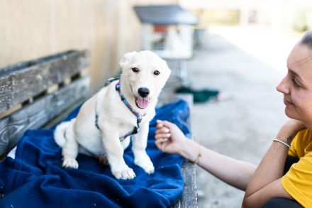 Findet Bronco bei dir eine liebevolles Zuhause?