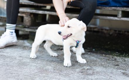 Findet Bronco bei dir eine liebevolles Zuhause?