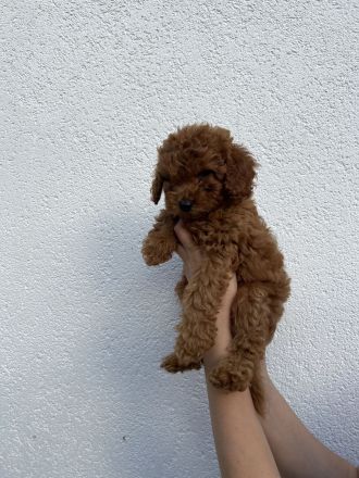 Liebevolle Kleinpudel Welpen suchen ein neues Zuhause