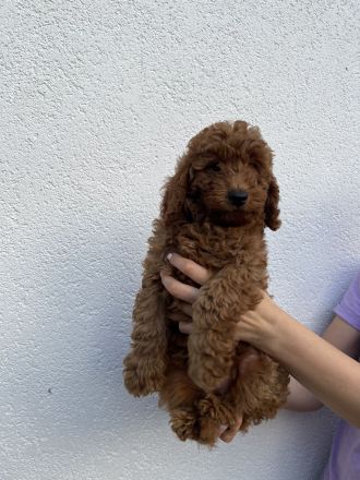 Liebevolle Kleinpudel Welpen suchen ein neues Zuhause