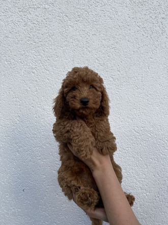 Liebevolle Kleinpudel Welpen suchen ein neues Zuhause