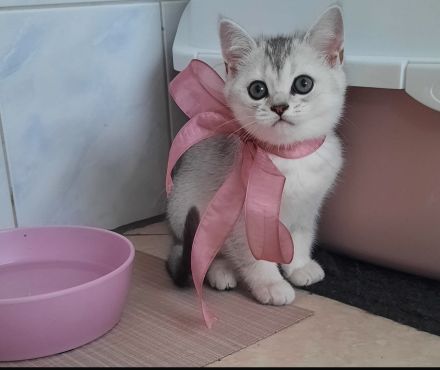 Hallo ich verkaufe meine BKH Kitte