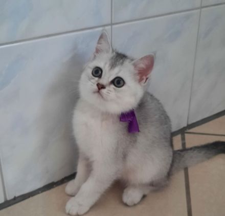 Hallo ich verkaufe meine BKH Kitte