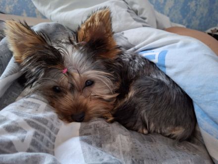 Yorkshire terrier Mädchen