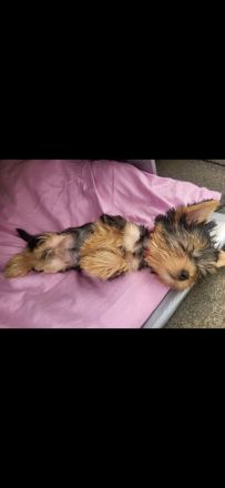 Yorkshire terrier Mädchen