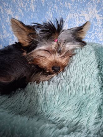 Yorkshire terrier Mädchen