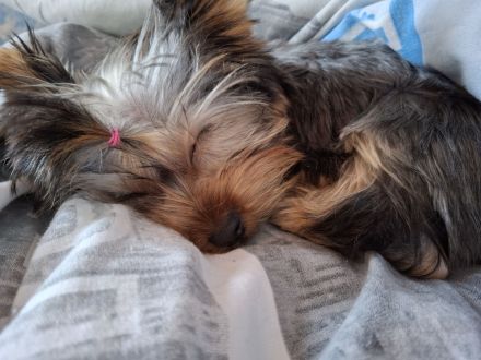 Yorkshire terrier Mädchen