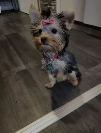 Yorkshire terrier Mädchen