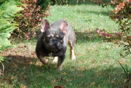 Französische Bulldogge mit Ahnentafel.