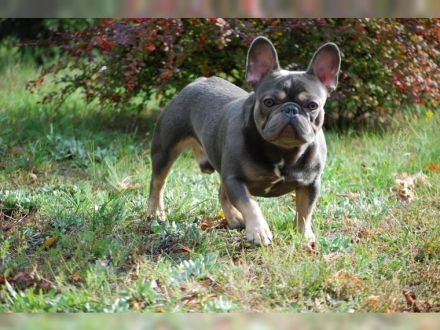 Französische Bulldogge mit Ahnentafel.