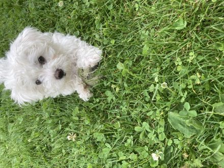Malteser Welpen