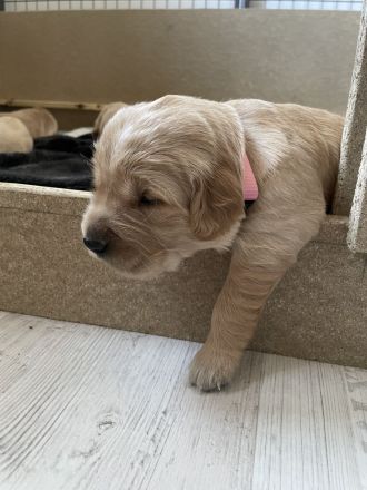 Golden Retriever Welpen