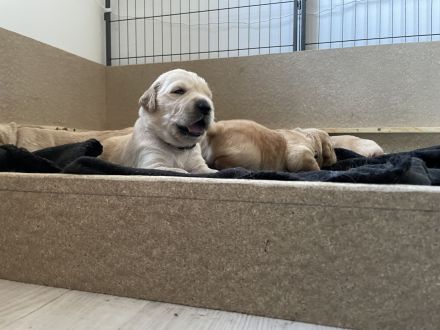 Golden Retriever Welpen