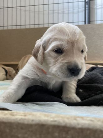 Golden Retriever Welpen